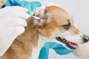 Veterinary Services in Ardmore, OK | Carter County Animal Hospital